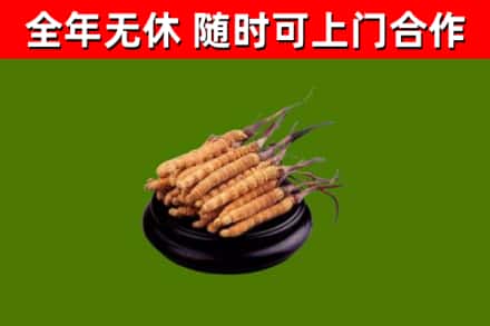 汕尾烟酒回收冬虫夏草.jpg